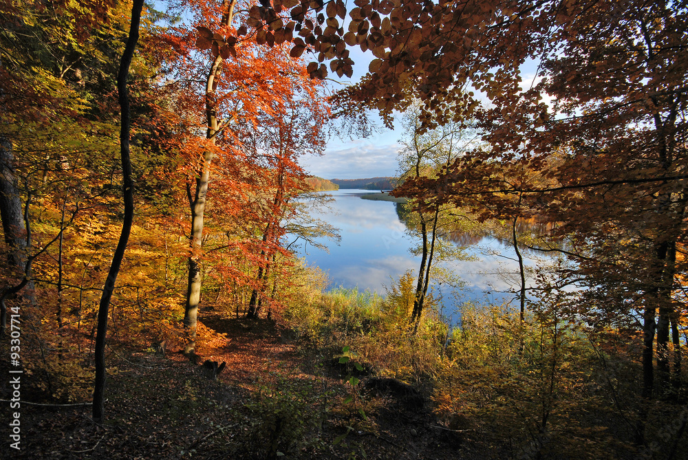 Obraz premium Złota polska jesień, lesisty brzeg jeziora Dębno