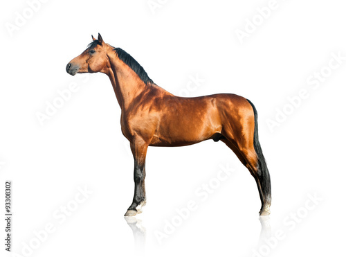 Purebred arabian stallion o...