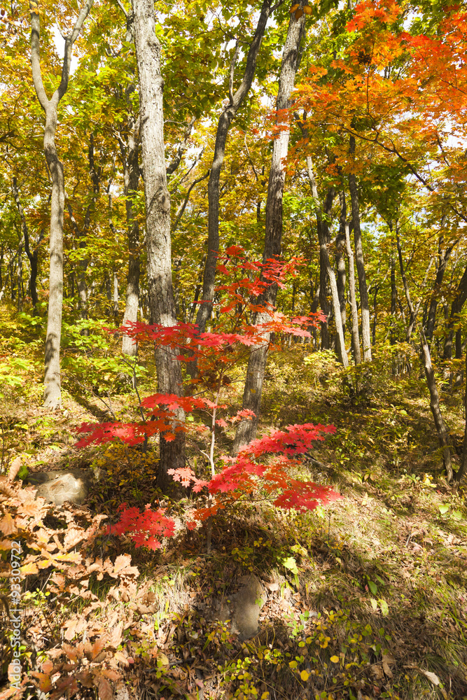 Fototapeta premium Autumn wood