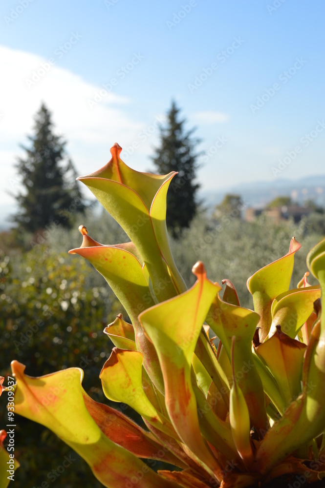 Heliamphora