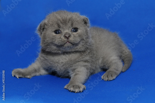 Kitten is newborn, suckling. Baby kitten, a Little tender kitten with newly opened eyes, British blue kitten, Pets, a very small kitten on a blue background, a cute adorable kitten, Scottish straight.