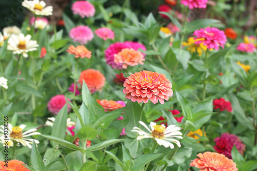 Billede på lærred Colorful zinnia flowers in the garden.