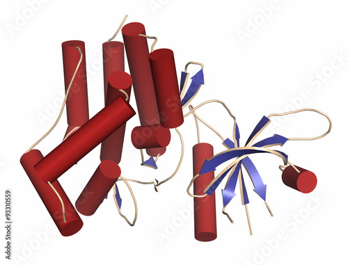 Janus kinase 1 protein. Part of JAK-STAT signalling pathway. photo