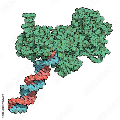 Poly (ADP-ribose) polymerase 1 (PARP-1) photo