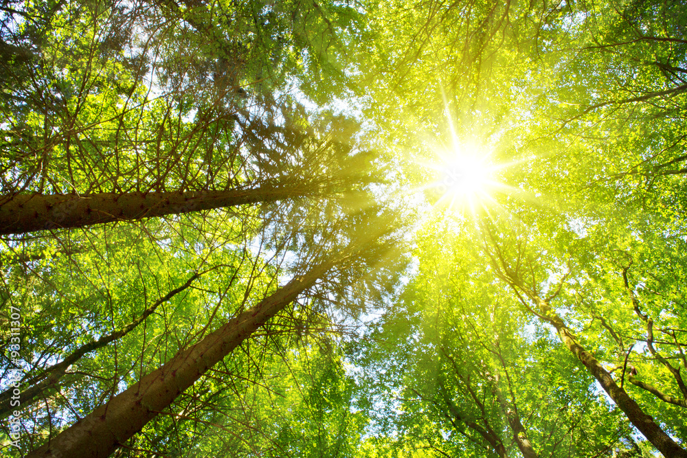 Fototapeta premium Colorful treetops in fall forest with sun shining though trees. 