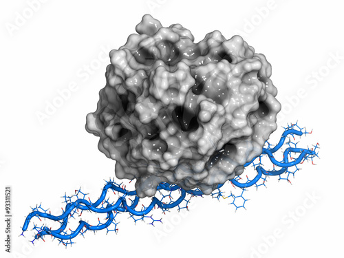 Von Willebrand factor (A3 domain).