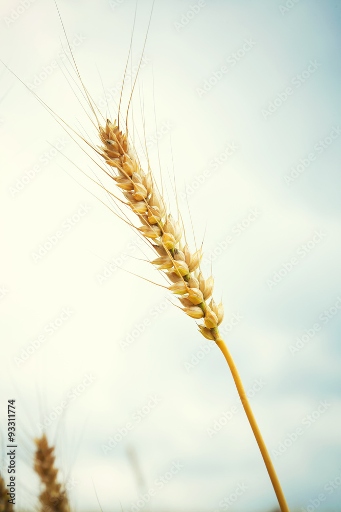 麦 麦