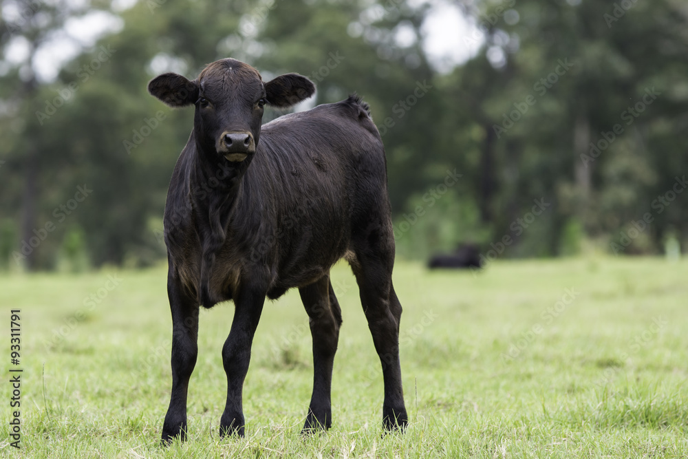 Horizontal format black calf looking at the camera with blank area to the right Horizontal format black calf looking at the camera with blank area to the right