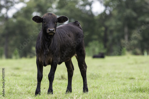 Horizontal format black calf looking at the camera with blank area to the right