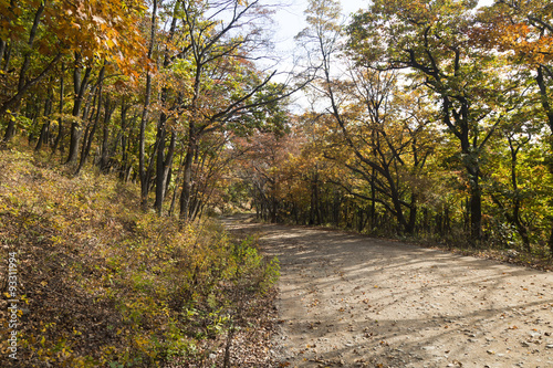 Autumn wood