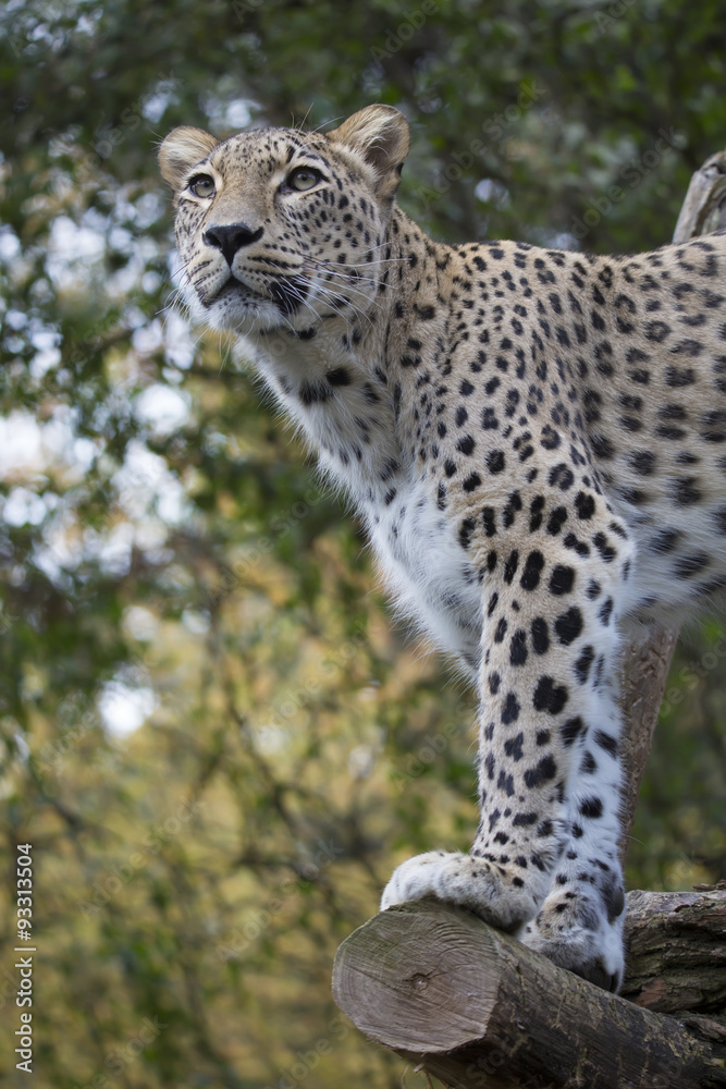 Fototapeta premium Panthera pardus saxicolor, Persian Leopard
