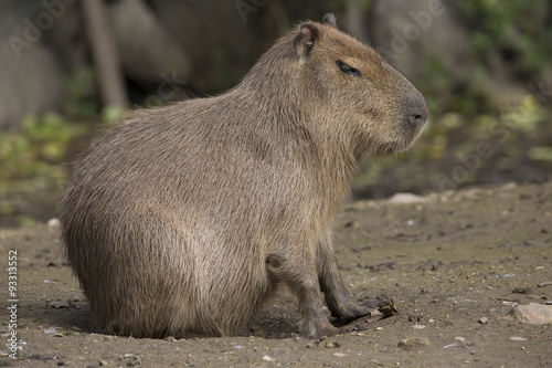 Capybara, Hydrochoerus hydrochaeris,