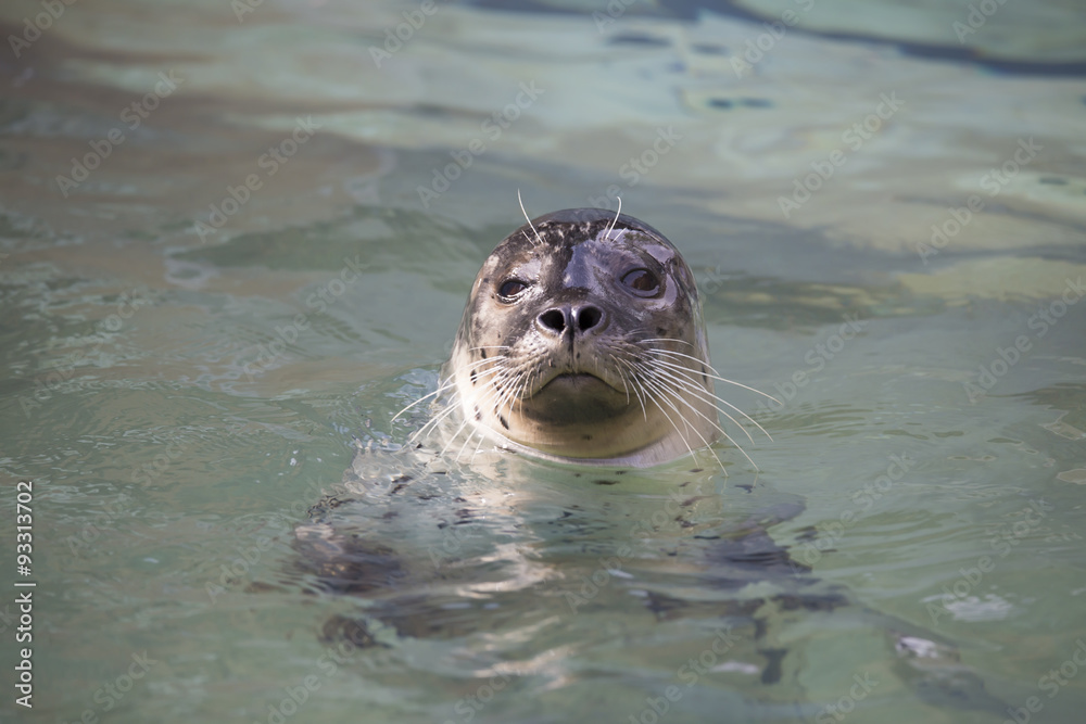 Fototapeta premium Common Seal, Phoca vitulina