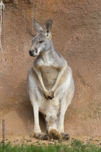 female  red kangaroo, Megaleia rufa
