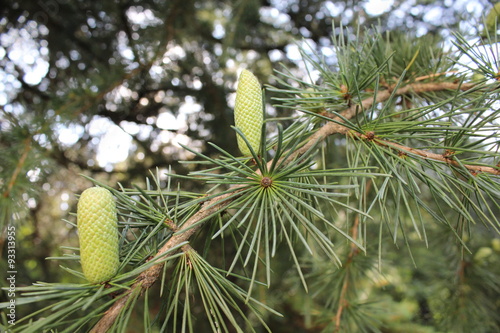 pine cones and pine needles