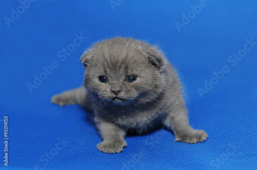 Newborn kitten, a Small kitten with newly opened eyes, British blue kitten, Pets, a very small kitten on a blue background, a cute adorable kitty, Scottish straight..