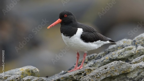 Austernfischer, Eurasian oystercatcher, Haematopus ostralegus