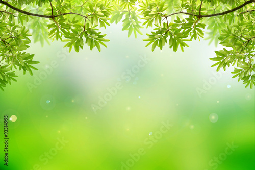 natural green background