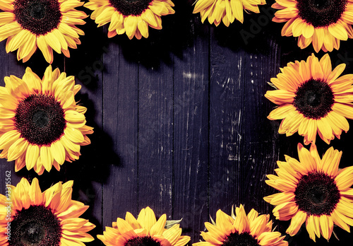Fototapeta Naklejka Na Ścianę i Meble -  Colorful vivid yellow sunflower border or frame