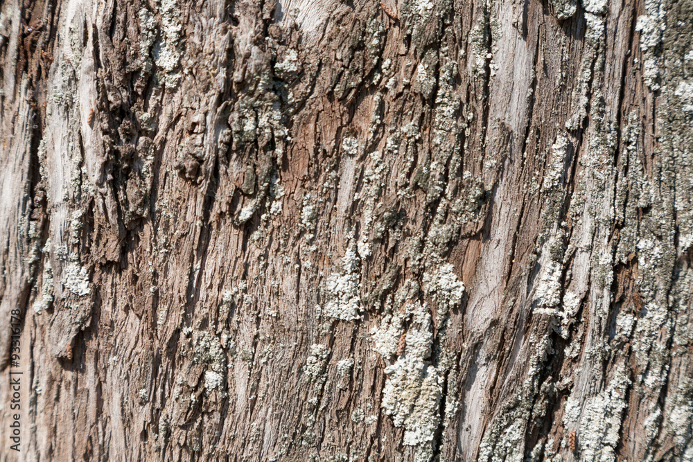 Wooden texture close up photo , nice background or texture Wooden texture close up photo , nice background or texture