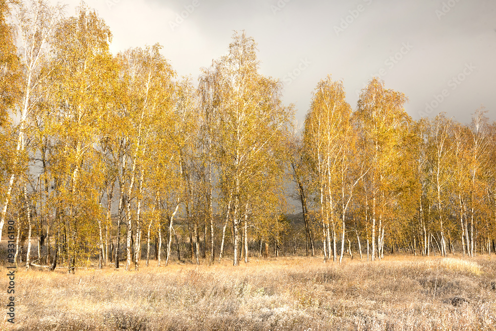 yellow birch and the first fallen snow