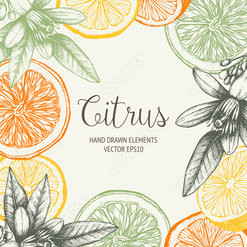 Vector design with ink hand drawn orange fruit, flowers and leaves sketch. Vintage citrus background in pastel colors