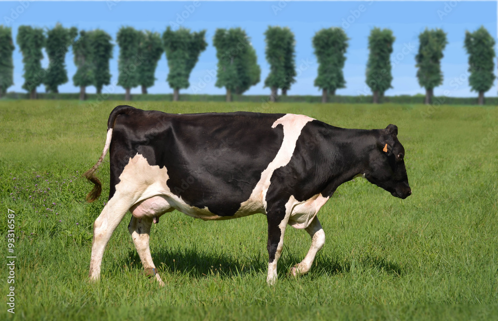 Una sana vaca lechera pastando en el campo Una sana vaca lechera pastando en el campo