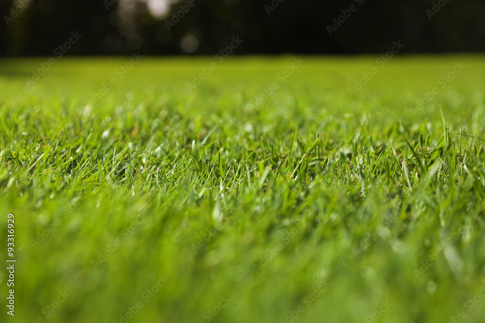 Beautiful green grass texture Beautiful green grass texture