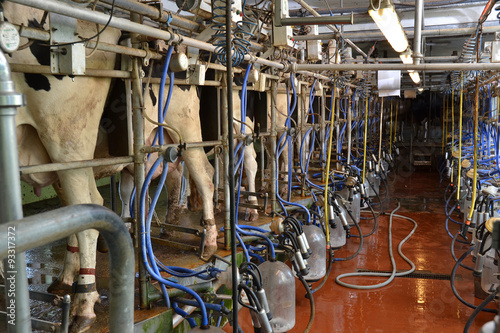 Bilde på lerret sala industrial para ordeñar vacas, producir leche.