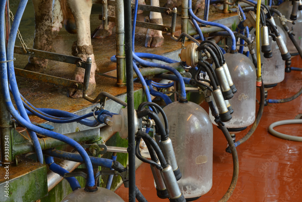 sala industrial para ordeñar vacas, producir leche. sala industrial para ordeñar vacas, producir leche.