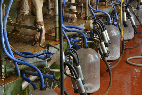  sala industrial para ordeñar vacas, producir leche.