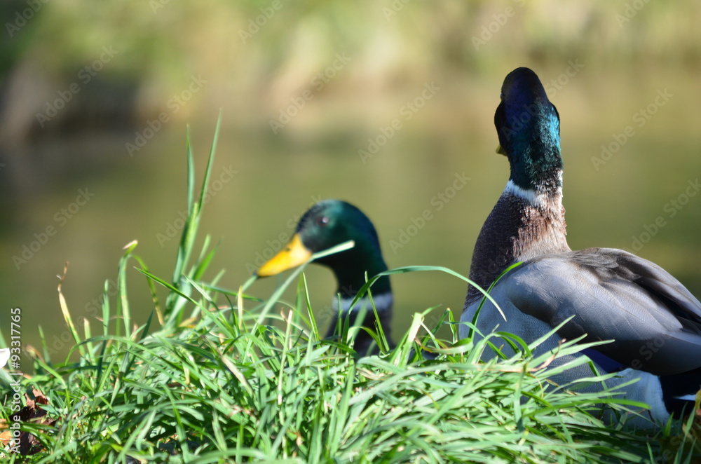 Obraz premium männliche Enten
