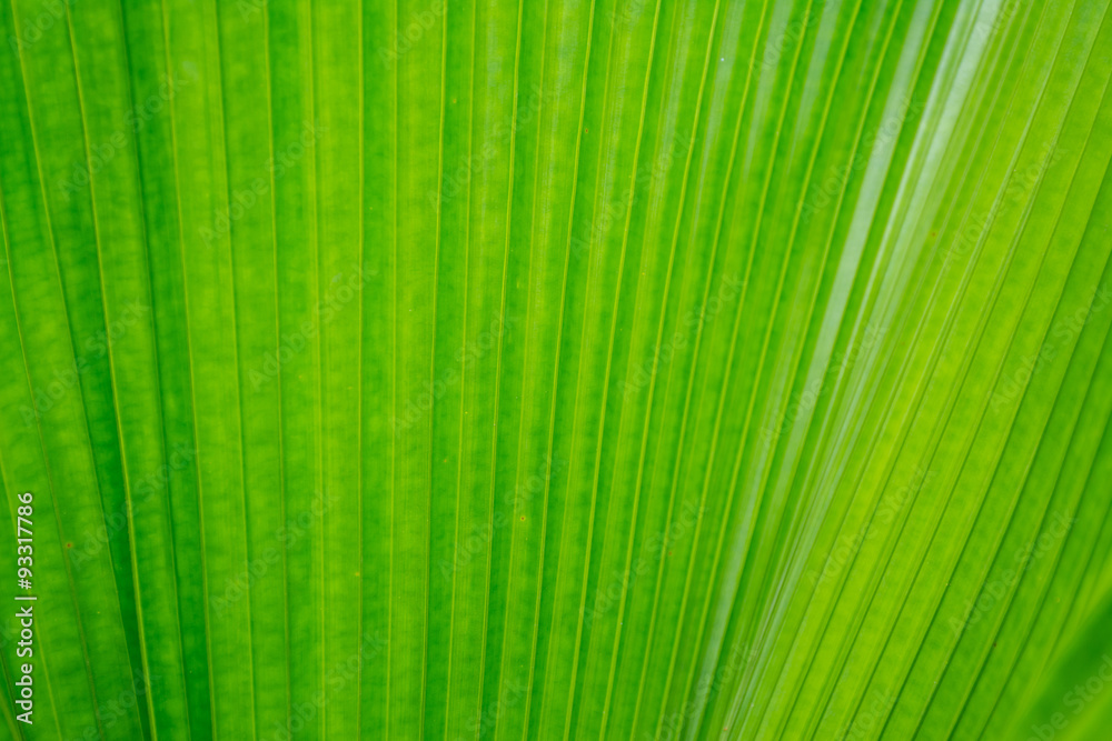 Green colour of palm leaf, use for background