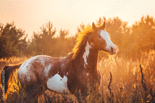 Fototapeta Naklejka Na Ścianę i Meble -  horse
