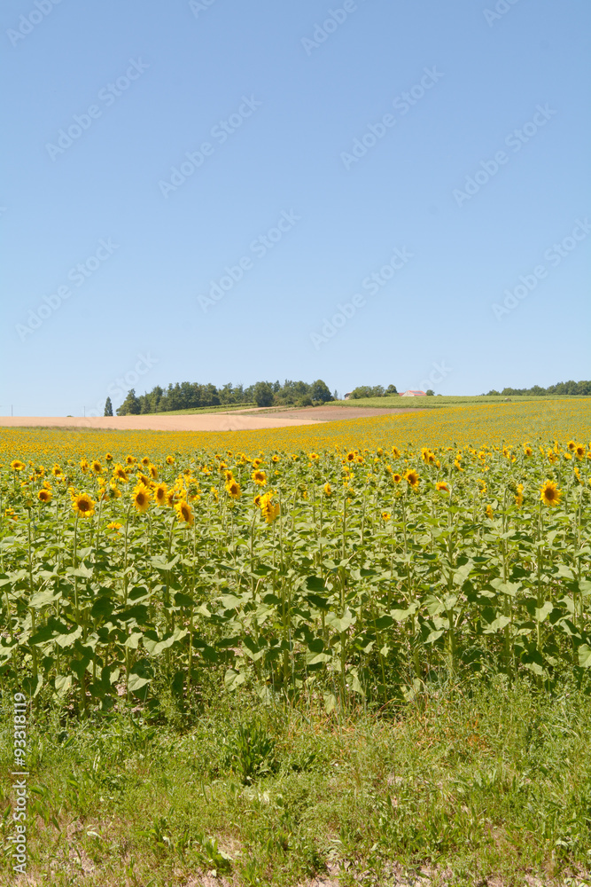 Sunflowers in field in French countryside