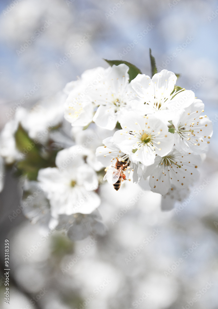 Honey bee feeds nectar from spring white blossoming tree Honey bee feeds nectar from spring white blossoming tree