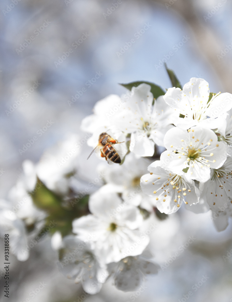 Honey bee feeds nectar from spring white blossoming tree