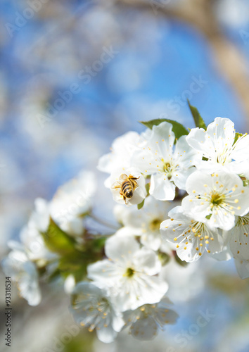Honey bee feeds nectar from spring white blossoming tree