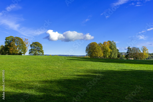 Grassy meadow with trees