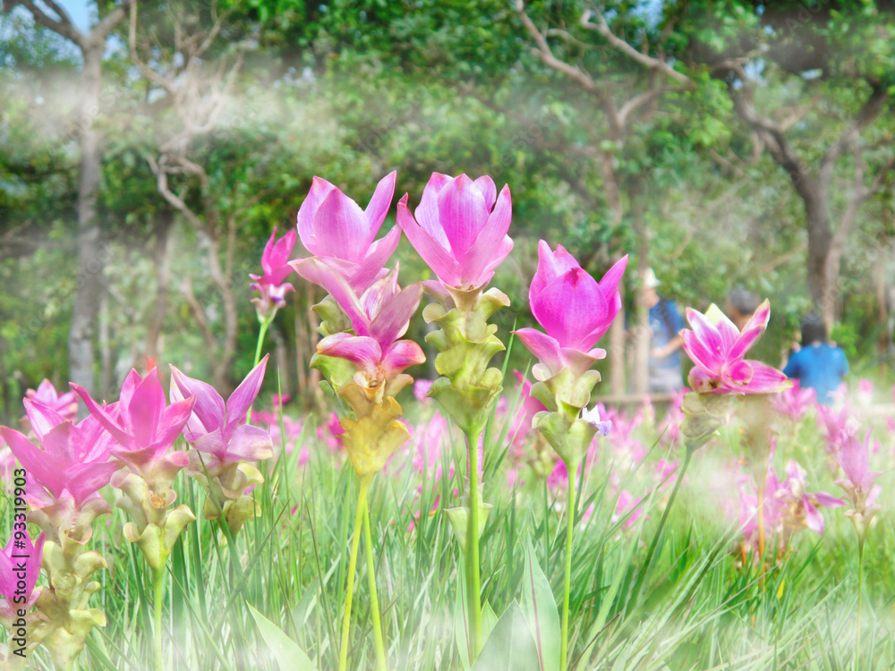 Obraz premium Kra Jiao or Pink Siam Tulip Flower Blossom in the mist, soft focus