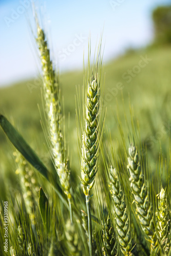 Green wheat field.