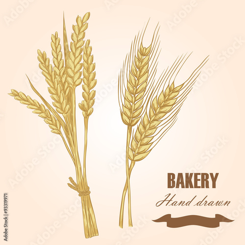 Cereals set. Hand drawn wheat and barley. Vector illustration