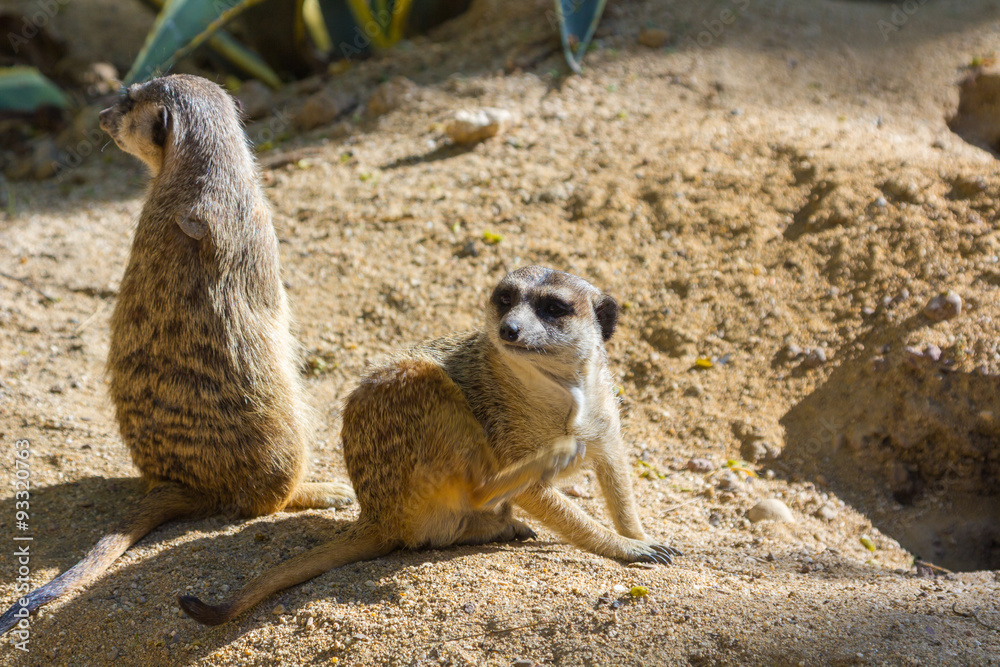 Fototapeta premium Meerkat (Suricata suricatta)
