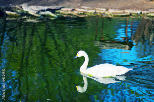 Swan floating on the lake © fydorov