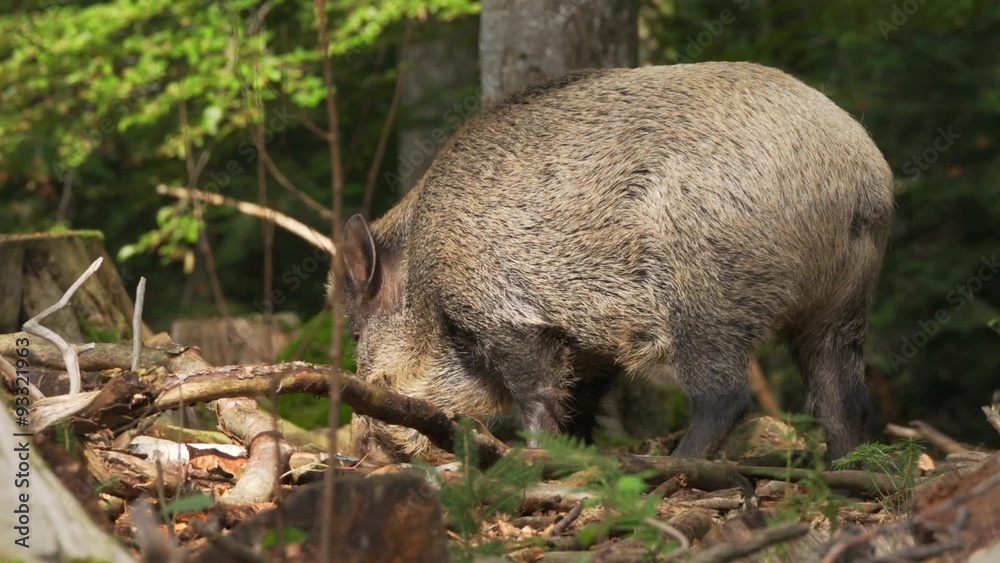 Wildschweine im Herbstwald