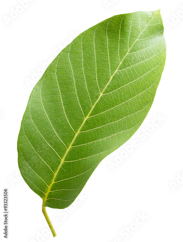 walnut leaf isolated on the white background