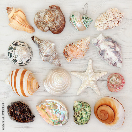 Sea Shell Beauties