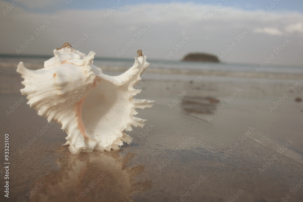 Tropical conch on a sandy beach