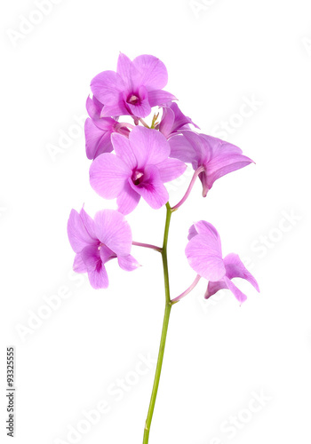 Purple orchid on white