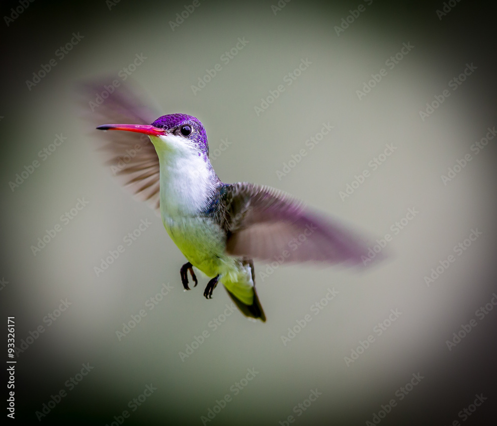 Fototapeta premium Violet Crowned Hummingbird. Using different backgrounds the bird becomes more interesting and blends with the colors. These birds are native to Mexico and brighten up most gardens where flowers bloom.